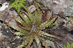 Hechtia subalata