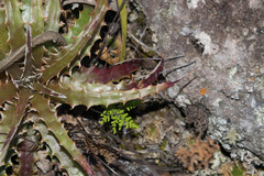 Hechtia subalata