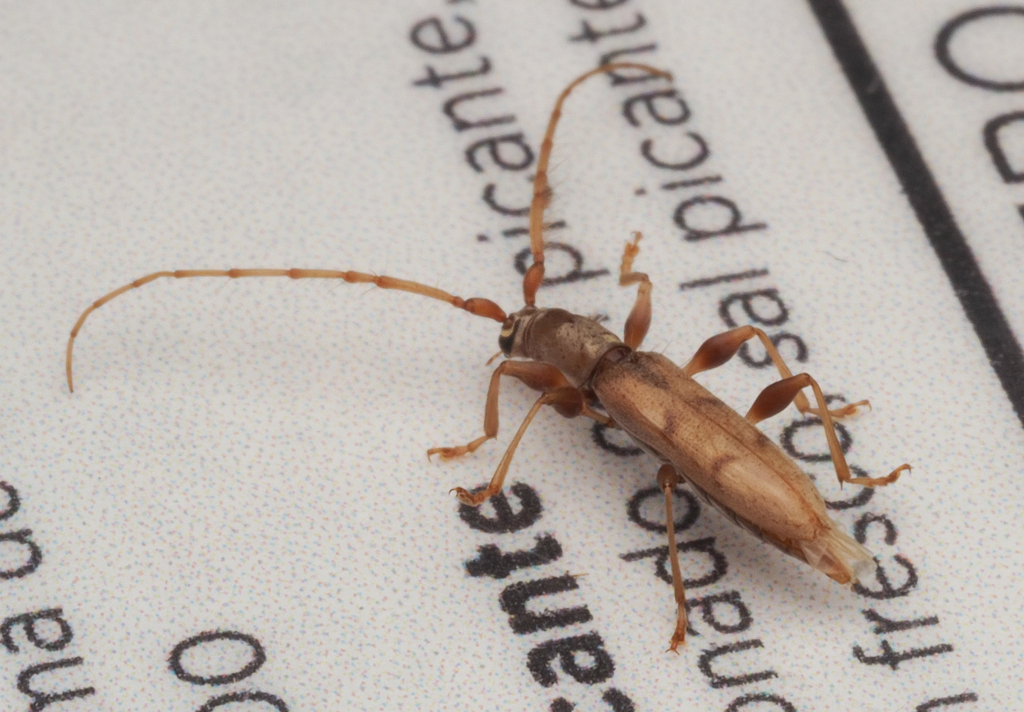 Neocompsa comula