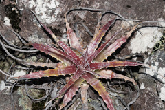 Hechtia subalata