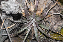 Hechtia subalata