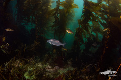 Latridopsis ciliaris