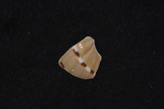 Naticarius alapapilionis