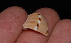 Naticarius alapapilionis