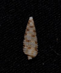Aclophoropsis maculosa