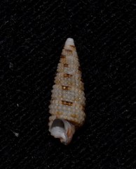 Aclophoropsis maculosa