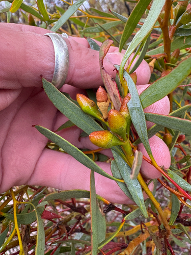 Kundip Mallee (Eucalyptus suggrandis)