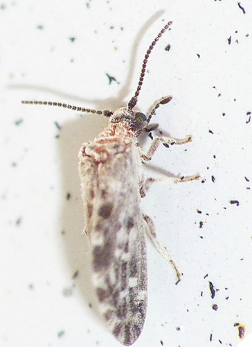 Heteroconis smithersi