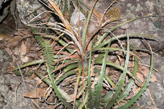 Hechtia subalata