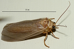 Ithone pallida