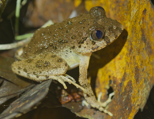 Scotobleps gabonicus