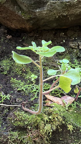Aichryson laxum (Haw.) Bramwell 3