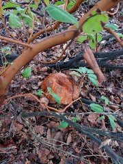 Leccinum manzanitae