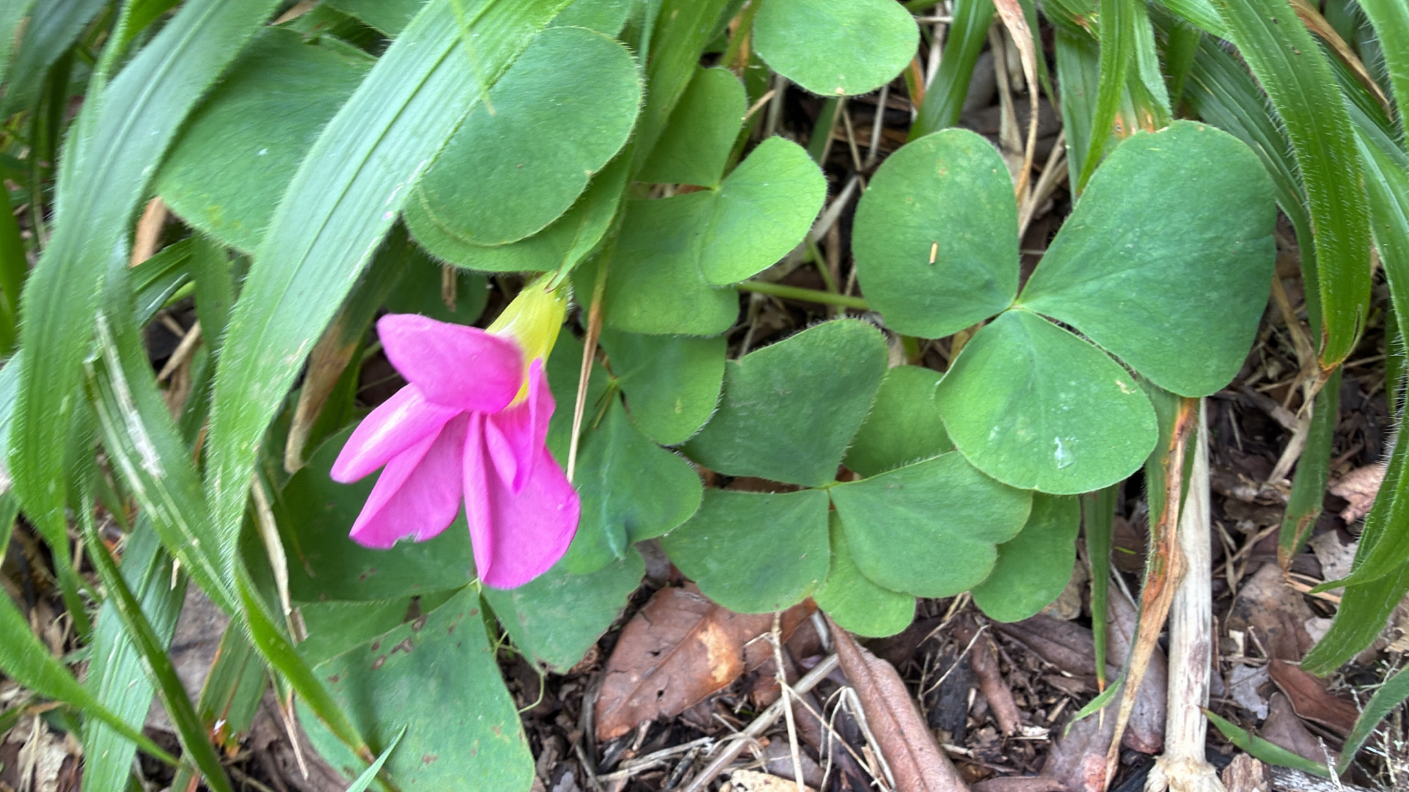 Oxalis purpurea