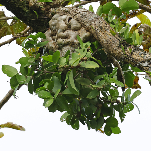 Hydnophytum observed 2026-01-25