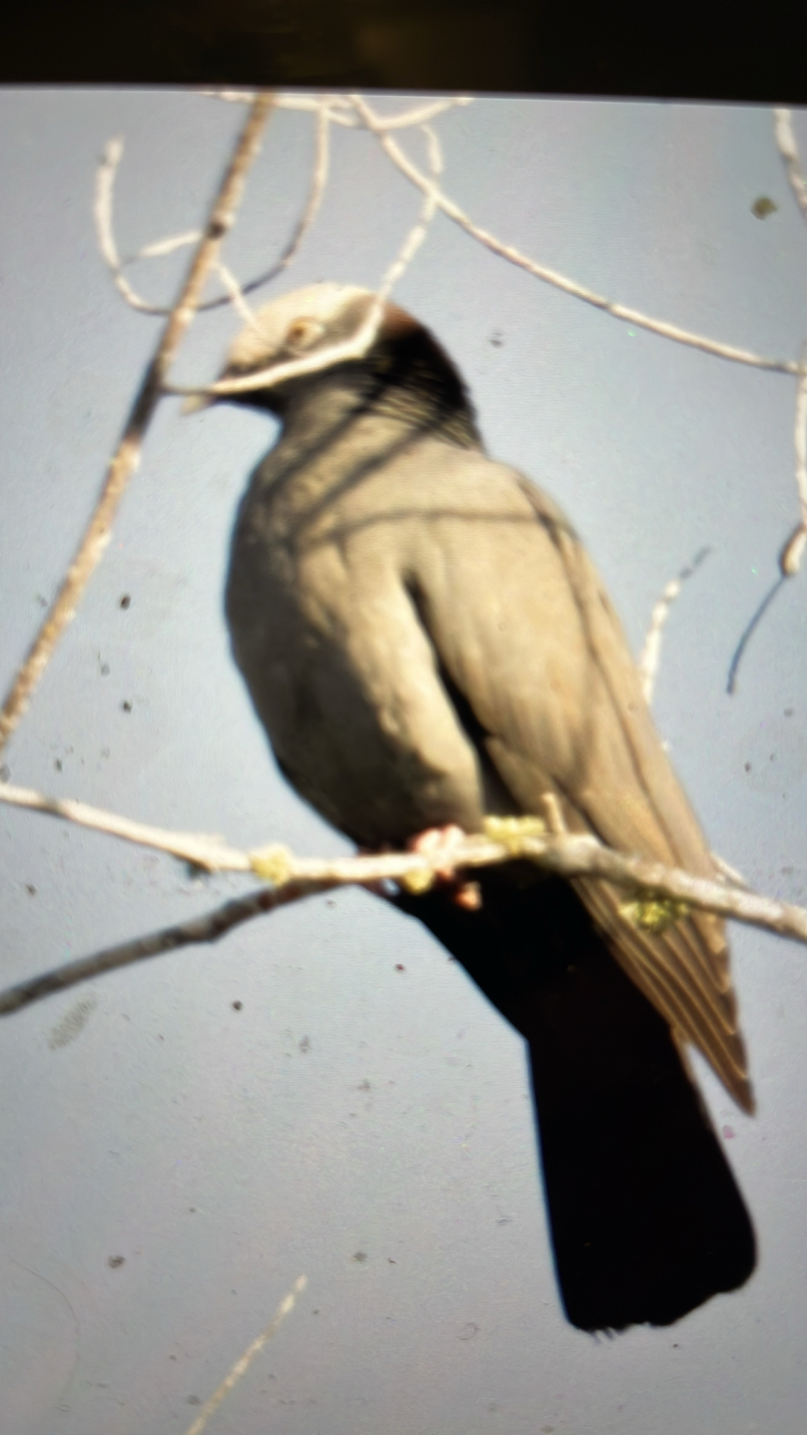 White-crowned Pigeon (Patagioenas leucocephala), photo 5
