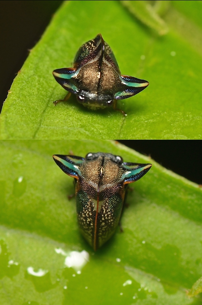 Tropidolomia auriculata