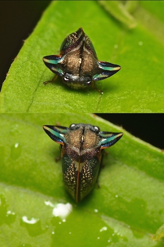 Tropidolomia auriculata