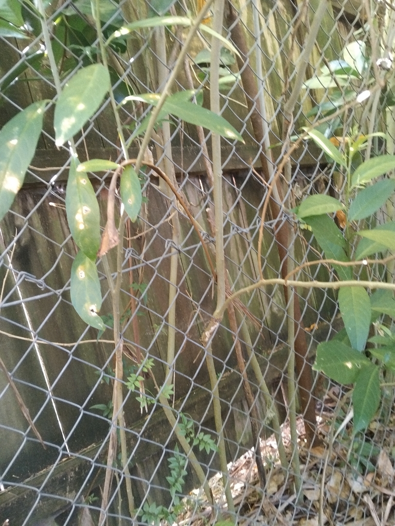 Dạ lý hương – Cestrum nocturnum