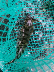 Cristiceps aurantiacus