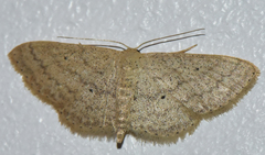 Scopula serena