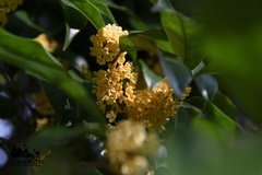 Osmanthus fragrans