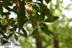 Osmanthus fragrans aurantiacus