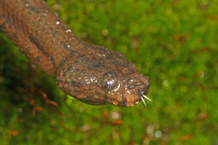 Trachyboa boulengeri