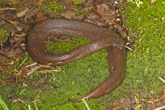 Trachyboa boulengeri