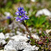 Bitter Milkwort - Photo (c) Patrick Schwager, some rights reserved (CC BY), uploaded by Patrick Schwager