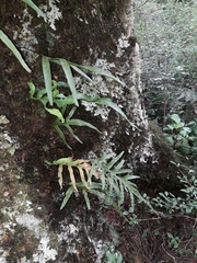 Microsorum novae-zealandiae