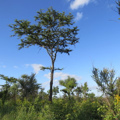 Vachellia gerrardii