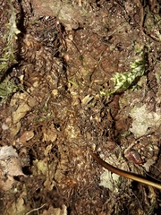 Microsorum novae-zealandiae