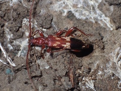 Coptocercus aberrans