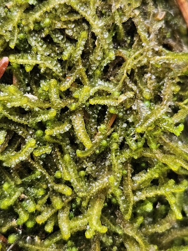 Floerke's Pawwort (Neoorthocaulis floerkei)