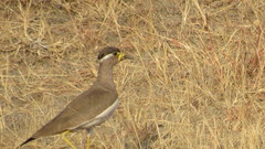 Vanellus malabaricus