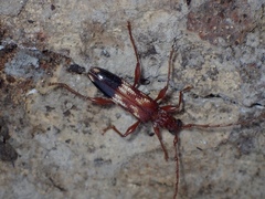 Coptocercus aberrans