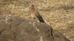 Streptopelia senegalensis