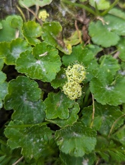 Hydrocotyle bonplandii, photograph (c) Zihao Wang, some rights reserved (CC BY)