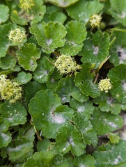 Hydrocotyle bonplandii, photograph (c) Zihao Wang, some rights reserved (CC BY)
