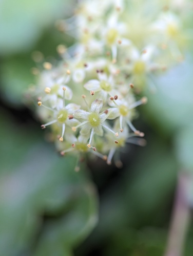 Hydrocotyle bonplandii, photograph 4