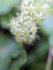 Hydrocotyle bonplandii, photograph (c) Zihao Wang, some rights reserved (CC BY)