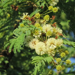 Vachellia gerrardii