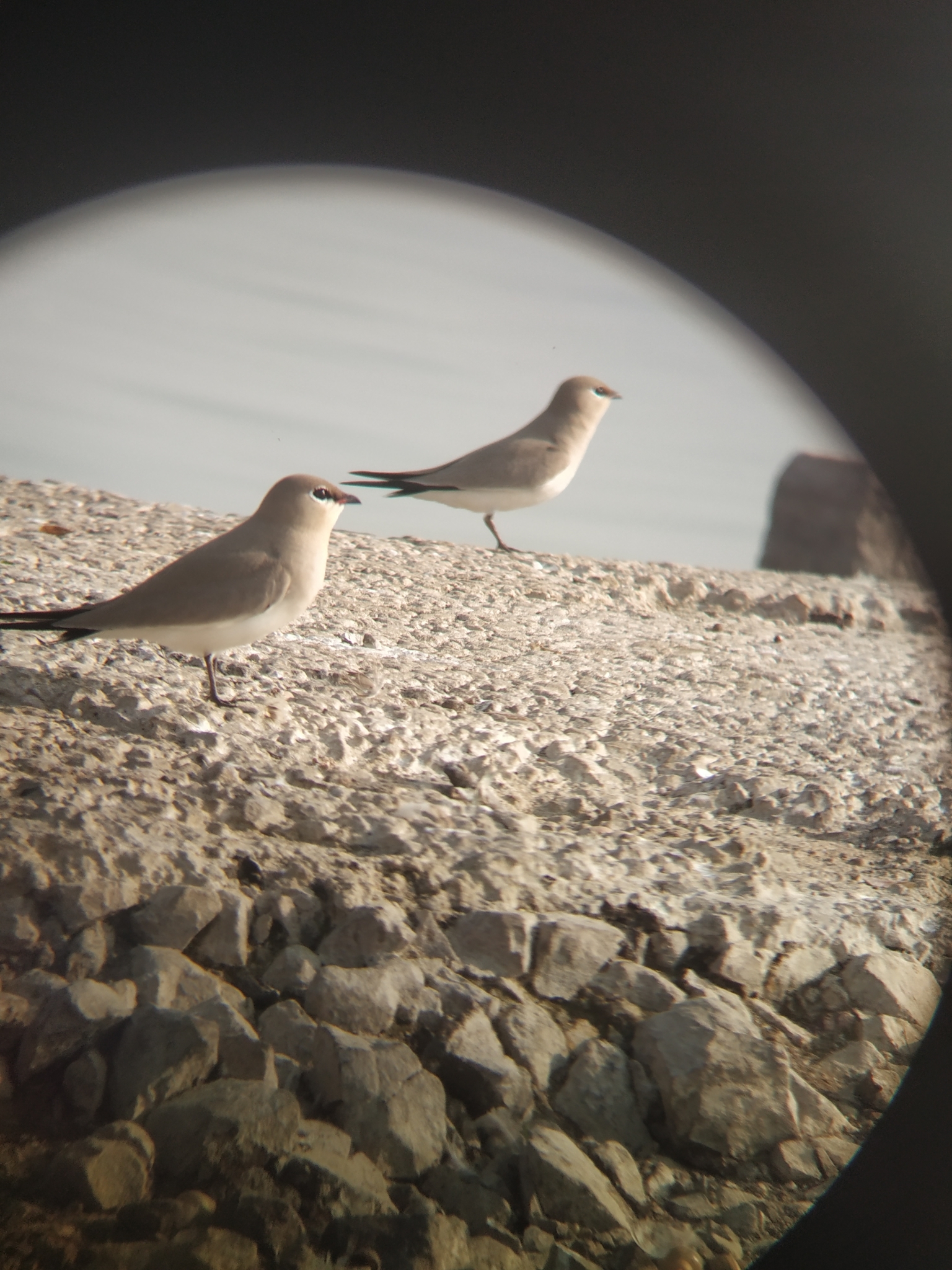 Small Pratincole