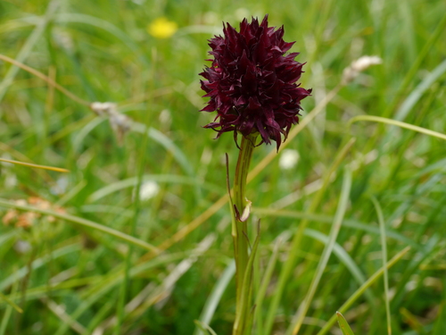 Gymnadenia austriaca (Gymnadenia austriaca)