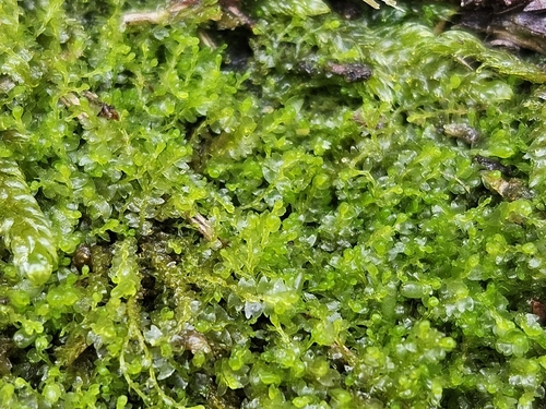 Inflated Notchwort (Gymnocolea inflata)