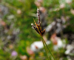 Carex mucronata