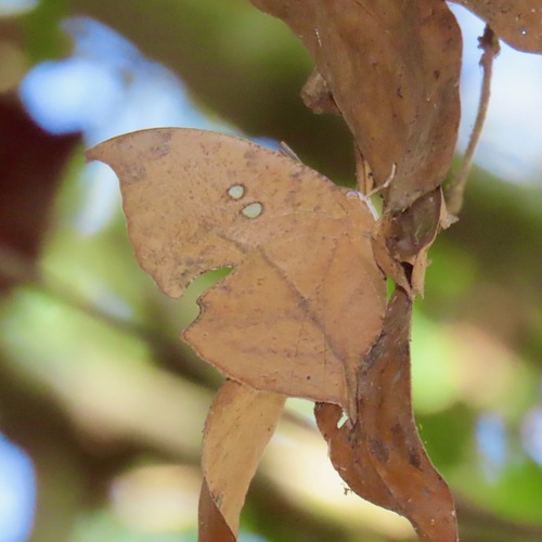 Seasonal Leafwing (Zaretis ellops)