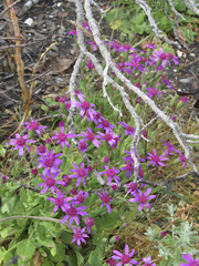 Senecio cymbalarifolius