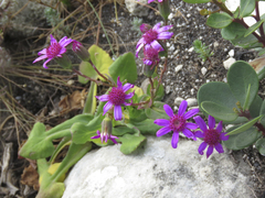 Senecio cymbalarifolius